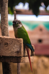 blue and green parrot