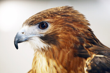 The most common hawk. Portrait of a trained red-tailed hawk