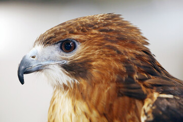 The most common hawk. Portrait of a trained red-tailed hawk