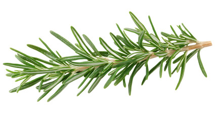 Fototapeta premium A single rosemary branch isolated on white background