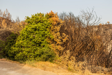 Half burnt bush after a wildfire near Olympia on Peloponnese peninsula, Greece