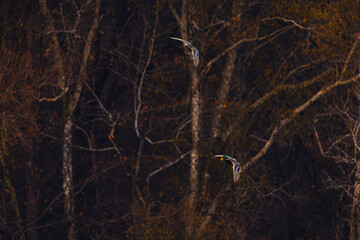 mallards in flight