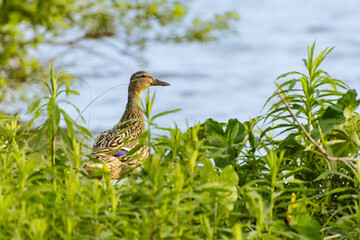 mallard hen