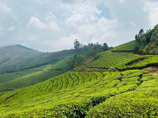Tea Garden, Darjeeling,India