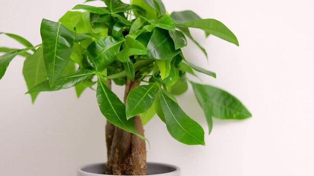 A Pachira aquatica plant growing in a grey pot standing on white dresser table in a room at home