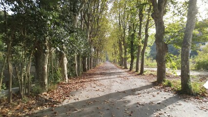Autumn road trees on both sides