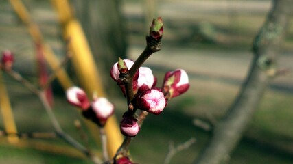 magnolia flower