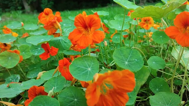 flowers, nasturtium