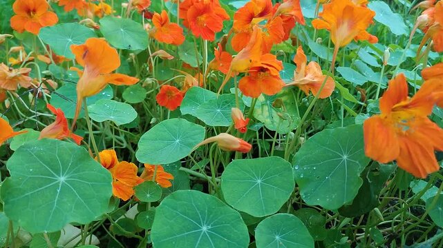 orange flower in the garden, nasturcja, nasturtium 