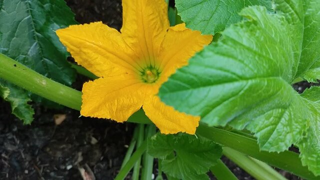 pumpkin in the garden, kwiat cukini, cukinia, zucchini, 
