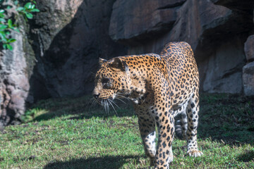 photography of leopards in their natural habitat in the middle of nature
