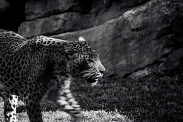 photography of leopards in their natural habitat in the middle of nature