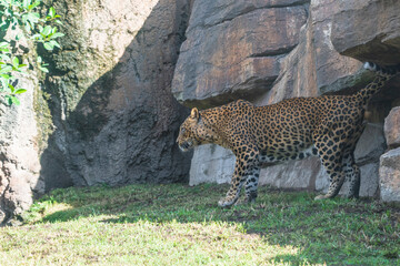 photography of leopards in their natural habitat in the middle of nature