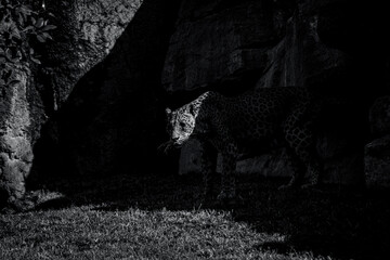 photography of leopards in their natural habitat in the middle of nature