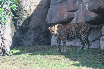 photography of leopards in their natural habitat in the middle of nature