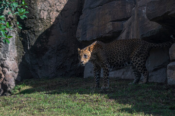 photography of leopards in their natural habitat in the middle of nature