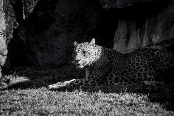 photography of leopards in their natural habitat in the middle of nature