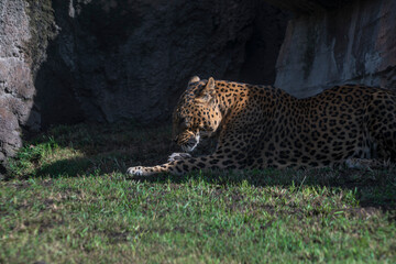 photography of leopards in their natural habitat in the middle of nature