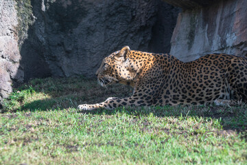 photography of leopards in their natural habitat in the middle of nature