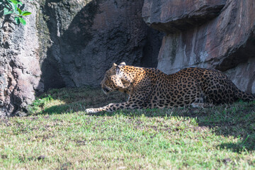 photography of leopards in their natural habitat in the middle of nature