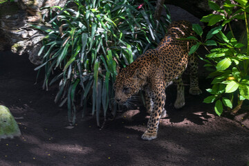 photography of leopards in their natural habitat in the middle of nature