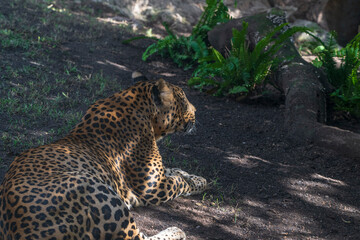 photography of leopards in their natural habitat in the middle of nature