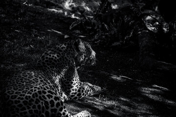 photography of leopards in their natural habitat in the middle of nature