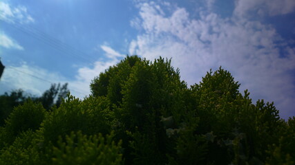 Obraz premium clouds in the forest