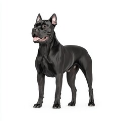 Fototapeta premium A majestic black Cane Corso standing proudly, showcasing its strong physique and playful demeanor in a studio setting.