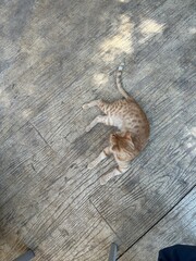 Orange cat