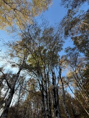 Fototapeta premium Forest