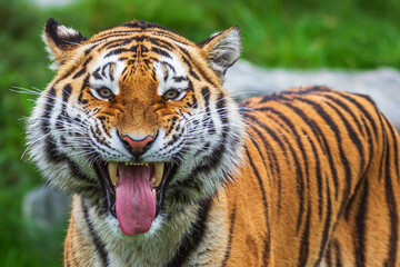 Siberian tiger (Panthera tigris tigris) he's making a terrible face
