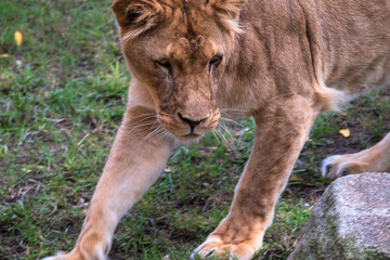 Fototapeta premium photography of lionesses in their natural habitat in the middle of nature