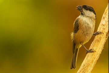 small bird marsh tit (Poecile palustris) with a seed in its beak