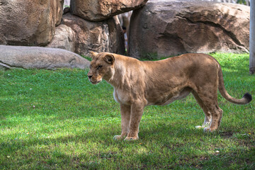 photography of lionesses in their natural habitat in the middle of nature