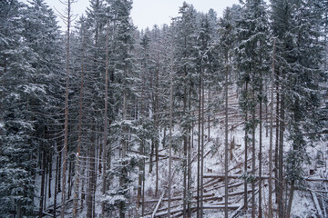 Winter forest. Winter fairy tale. Trees in snowy forest. Mountains