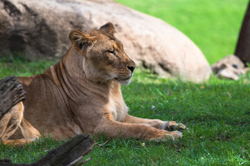 photography of lionesses in their natural habitat in the middle of nature