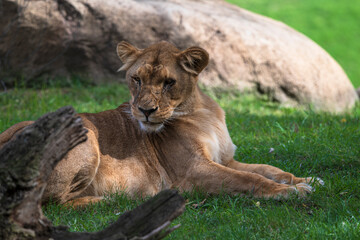 photography of lionesses in their natural habitat in the middle of nature