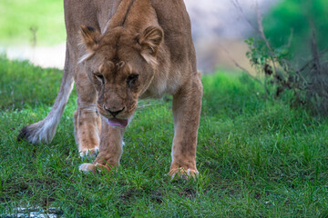 Generated image