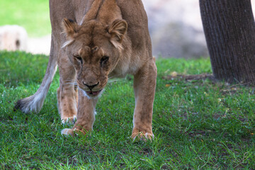 photography of lionesses in their natural habitat in the middle of nature
