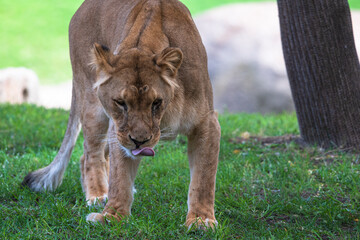 photography of lionesses in their natural habitat in the middle of nature