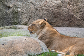 photography of lionesses in their natural habitat in the middle of nature