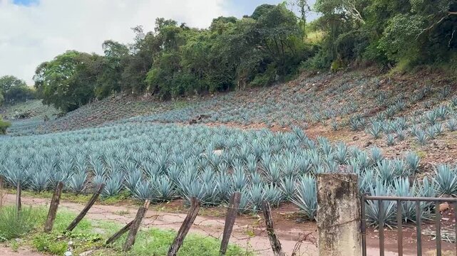 A hillside covered in rows of agave plants, surrounded by trees and natural terrain, showcasing agricultural landscapes and tequila production origins.