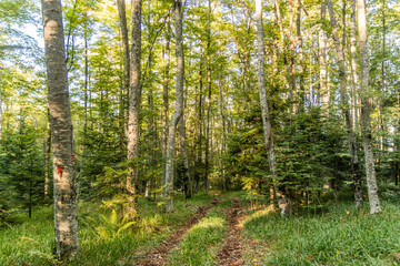 Fototapety na wymiar - Fototapeta24.pl