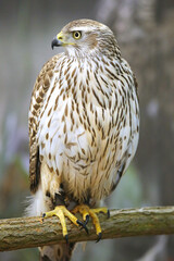 Close up of a Merlin Bird . Falco columbarius