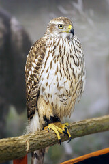 Close up of a Merlin Bird . Falco columbarius