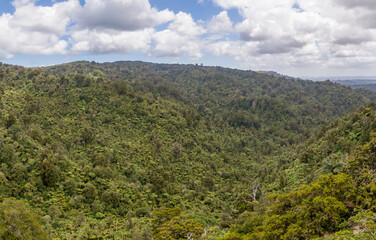 Waitakere Kauri Forest Panorama