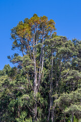 Kauri Tree with Kauri Dieback - Yellowing Canopy