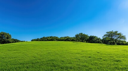 Obraz premium Serene Green Meadow Under a Vast Blue Sky