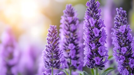 Obraz premium Lavender blossoms in sunlight a vibrant purple hue